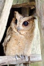 Close up of a baby Tawny Owl Royalty Free Stock Photo