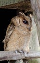 Close up of a baby Tawny Owl Royalty Free Stock Photo