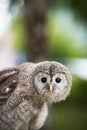 Close up of a baby Tawny Owl Royalty Free Stock Photo