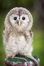 Close up of a baby Tawny Owl Royalty Free Stock Photo