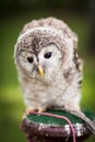 Close up of a baby Tawny Owl Royalty Free Stock Photo