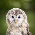 Close up of a baby Tawny Owl Royalty Free Stock Photo