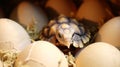 Close up Baby Tortoise Hatching (African spurred tortoise), Birth of new life. Generative AI