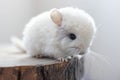 Close-up of baby white chinchilla sitting on brown wood slice. Lovely and cute pet, background