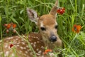 Close up of Baby White Tailed Fawn in Wildflowers Royalty Free Stock Photo