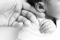 Black and white Photo of Newborn baby after birth tightly holding parents finger Royalty Free Stock Photo