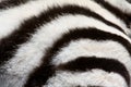 Close-up of baby zebra fur