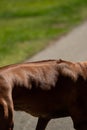 Close-up of the back of a beautiful Rhodesian Ridgeback