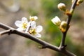 Close-up of the back of Blackthorn blossom (Prunus spinosa), showing the sepals Royalty Free Stock Photo