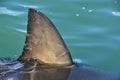 Shark fin above water. Close up. Back Fin of great white shark, Carcharodon carcharias, False Bay, South Africa, Atlantic Ocean Royalty Free Stock Photo