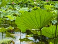 Close-up of the back of a huge lotus leaf in a pond with light-transmitting veins Royalty Free Stock Photo