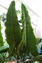 The back leaf of Alocasia Zebrina Tiger Elephant ear plants