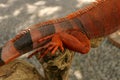 Close up of back leg of beautiful Red iguana on branch. Animal closeup of Orange colored Iguana sits on tree. A subspecies of the Royalty Free Stock Photo