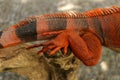 Close up of back leg of beautiful Red iguana on branch. Animal closeup of Orange colored Iguana sits on tree. A subspecies of the Royalty Free Stock Photo