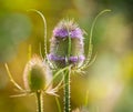 Close up of back lit Teasel with spiky flower head and purple flowers against golden bokah background Royalty Free Stock Photo