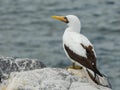 Close up of the back nazca booby on isla espanola in the galapagos