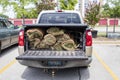 Close-up of back of pickup truck with bed protector and rolls of sod in the back with the tailgate down Royalty Free Stock Photo