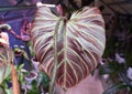 Close up of a back red leaf of Philodendron Verrucosum Amazon Sunset Royalty Free Stock Photo