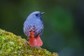 Close up back side of Plumbeous Water Redstart