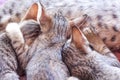 Back of  three baby cat  drinking milk from mother breast , animal family on background Royalty Free Stock Photo