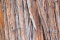Close up background of Coastal Redwood tree bark Royalty Free Stock Photo