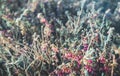 Close up background of dryed Common Heather Ling Scotch Heather Calluna vulgaris