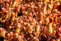 Close up Background of The flowers Kalanchoe pinnata plant Royalty Free Stock Photo