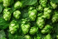 Close up background of fresh green beer hops Royalty Free Stock Photo