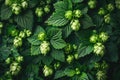 Close up background of fresh green beer hops Royalty Free Stock Photo