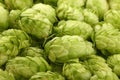 Close up background of fresh green beer hops Royalty Free Stock Photo