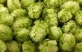 Close up background of fresh green beer hops Royalty Free Stock Photo