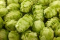 Close up background of fresh green beer hops Royalty Free Stock Photo