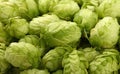 Close up background of fresh green beer hops Royalty Free Stock Photo