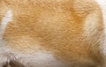 Background fur dog white light brown texture with soft patterns Royalty Free Stock Photo