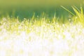 Close up background of green grass with water droplets Royalty Free Stock Photo