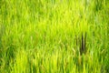 Close up Background of green paddy rice field in organic asian rice farm and agriculture