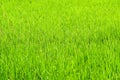 Close up Background of green paddy rice field in organic asian rice farm and agriculture Royalty Free Stock Photo