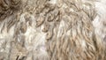 Close-up background of matted sheep\'s fur