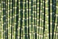 Close Up Background of Natural Common Horsetail Plant Royalty Free Stock Photo