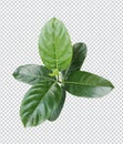 a large green Jackfruit l leaf is shown on a white background green leaf plant eco nature tree Royalty Free Stock Photo