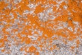 Close-up background of natural texture of bright orange lichen, Royalty Free Stock Photo