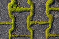Close-up and background of old cobblestones with moss growing between them. The shapes of the cobblestones can be clearly seen Royalty Free Stock Photo