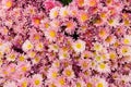 Pink Mum Flowers with Yellow Centers