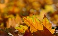 Close-up and background of shining autumn leaves lying on the ground and illuminated by the sun