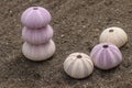 Close up background of skeletons of a see urchins in shades of purple and yellow color. Detail of Violet colored Sea urchin shells