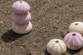 Close up background of skeletons of a see urchins in shades of purple and yellow color. Detail of Violet colored Sea urchin shells