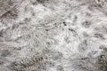 Textured Background of White and Grey, Soft and Cozy Faux Fur Blanket Royalty Free Stock Photo