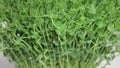 Close-up background with sprouts of a young plant.