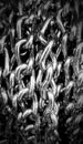 Close-up background of stainless steel chains with space for copy