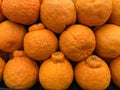 Close up background of sumo citrus oranges